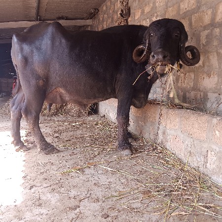 ભેંસ વેચવાની છે