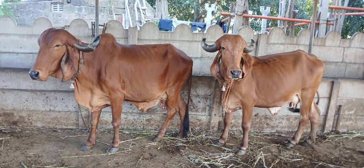 5 gir cow sell