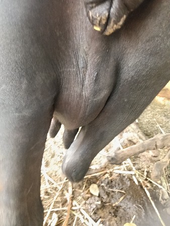ભેંસ વેચાવની સે