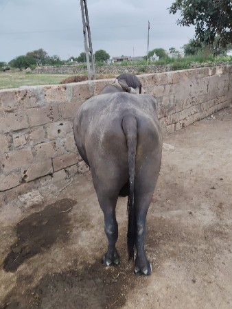 પાડો વેચવાનો છે