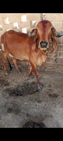 ગાય વેચવાની છે