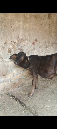 આ ક્રોસ વાછડી વેચવાની સે
