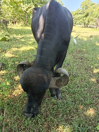 ભેંસ વેચવાની છે