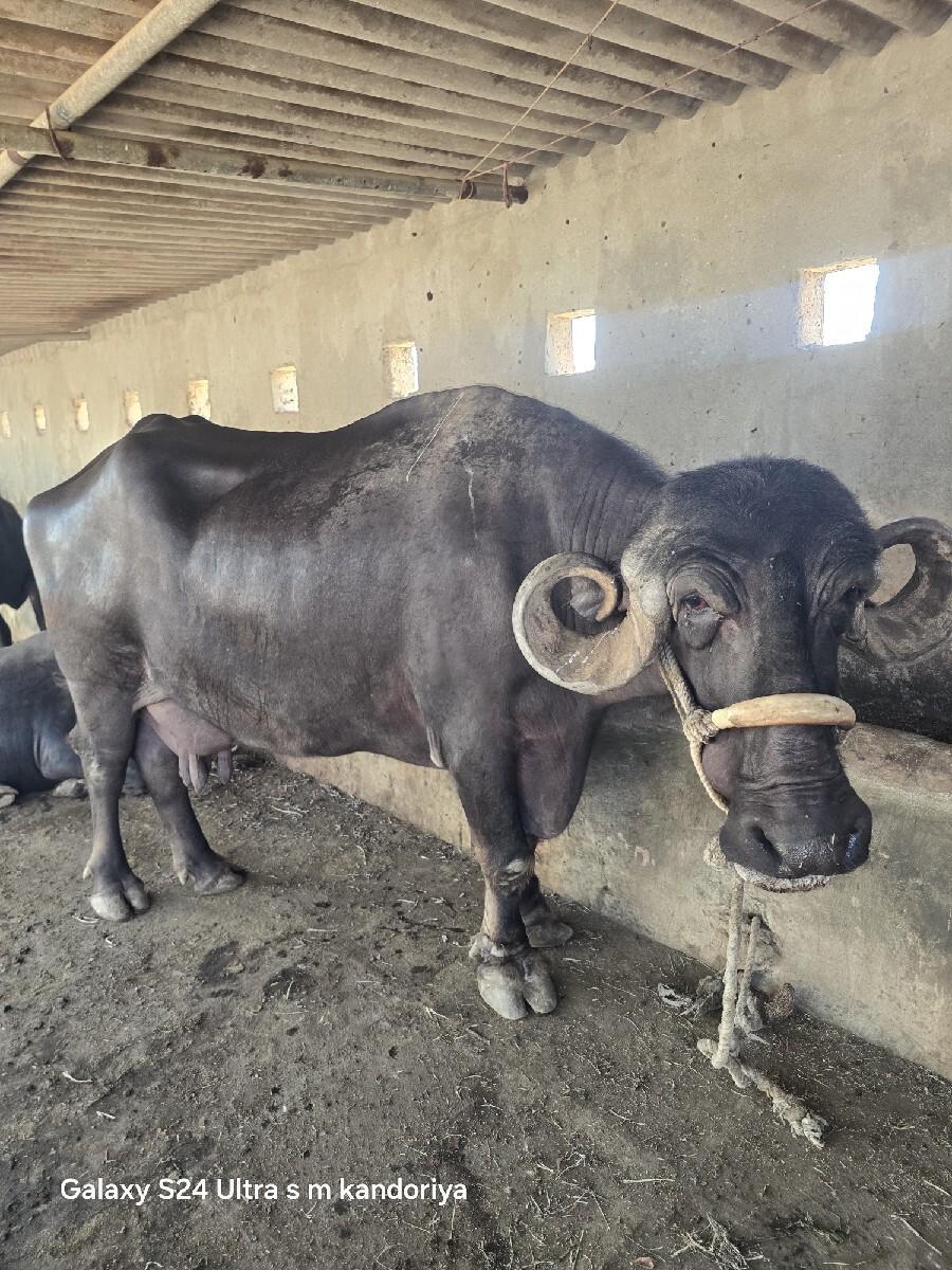ભેંસ વેચવાની છે