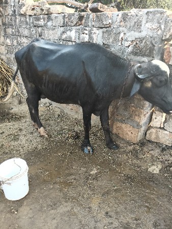 પેલા વેતરમા
