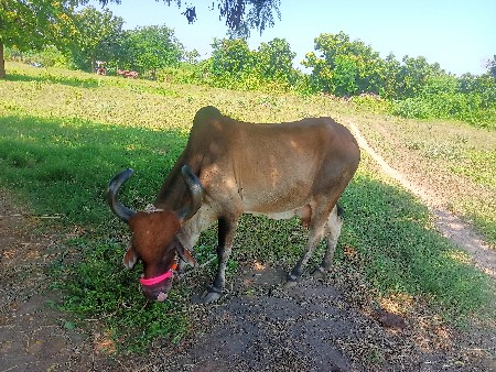 ગાય વેચવાની છે.