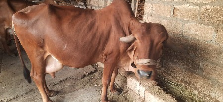 ગાય વેચવાની છે