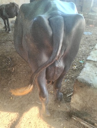 ભેંસ વેચવાની છે