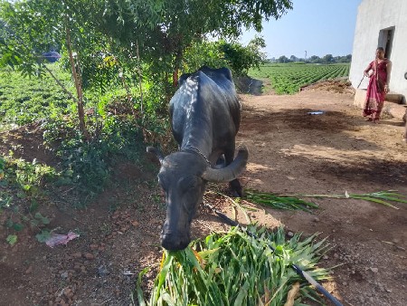 ભેંશ વેચવાની છે