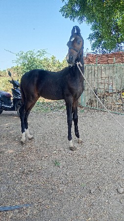 આ વછેરો વેચવાનો છે