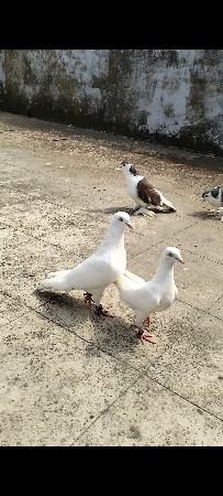 કબૂતર વેચવાના છે ✨