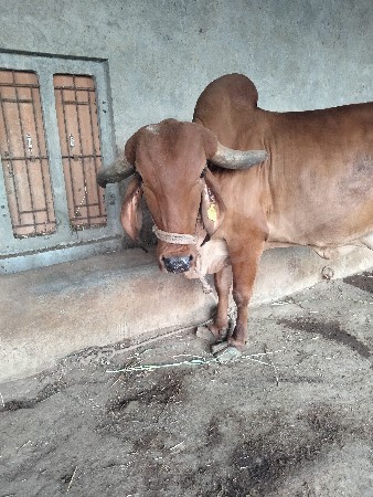 ગાય વેચવાની છે.