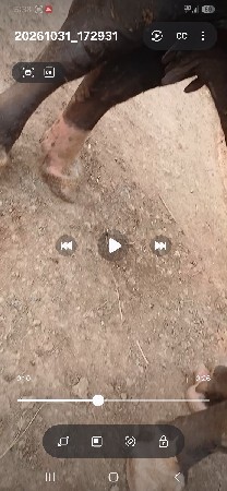 આ ભેંસ વેચવાની છે