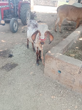 vachdi vechvani che