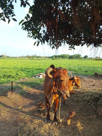 બળદ વેચવાનો સે