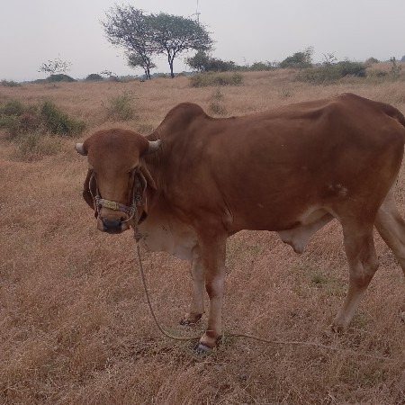 ગોઢલા વેચવાના છે