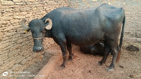 ભેંસ વેચવાની છે