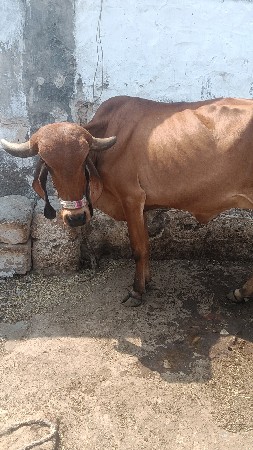 ગીર ગાય વેચવાની છે