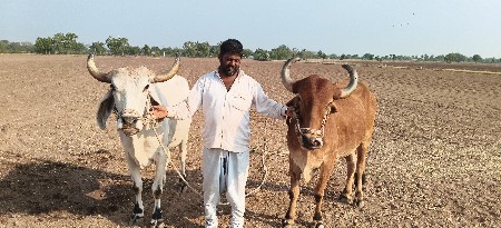 બળદ વેચવાના છે.