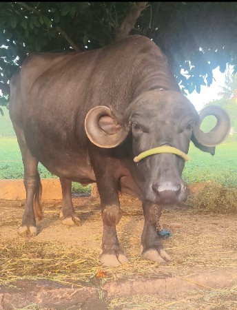 બીજુ વેતર