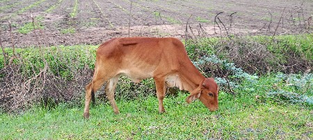 ગાયો આપવાની છે