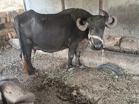 બીજું વેતર