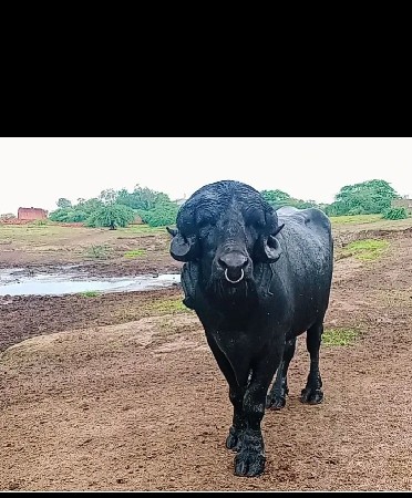 પાડો લેવાનો છે