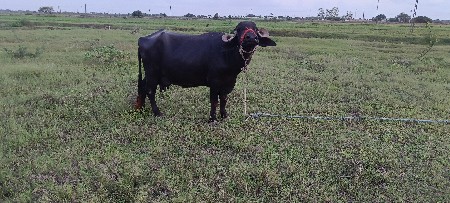 ભેંસ વેચવાની છે