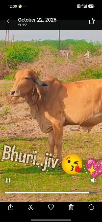 ગાય વેચવાની છે