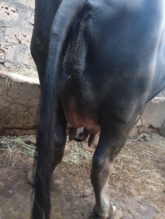 વેચવાની