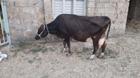 S.F. ગાય વેચવાની