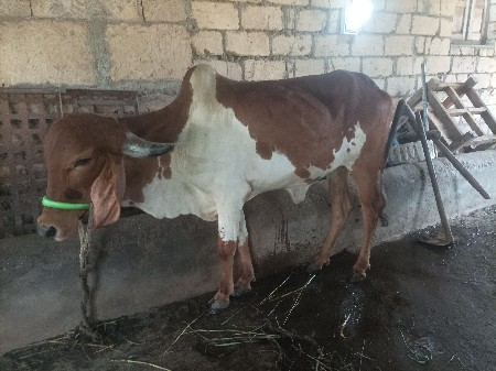 હોડકી દેવાની સે મફત