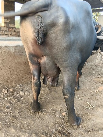 2,3 વેતર