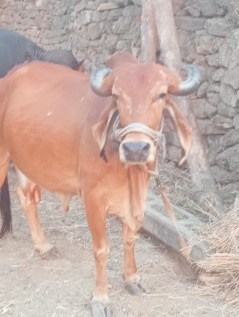 વેચવાનું  છે