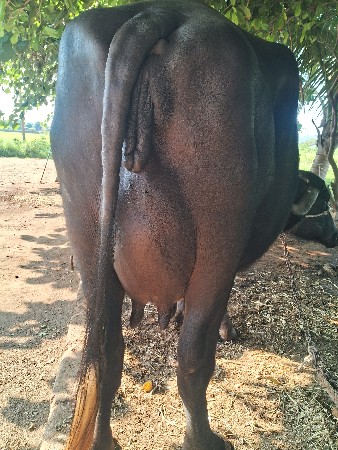 બીજુ વેતર ભેસ