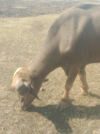 ખળેલુ વેચવાનું છે ટોટલ જવાબ દારી
