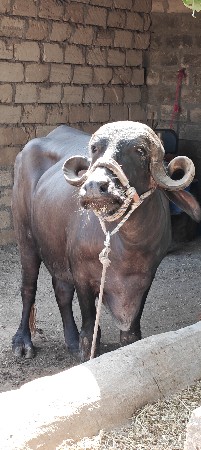 ભેંશ
