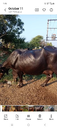 બીજા વેતર ની ખડેલી