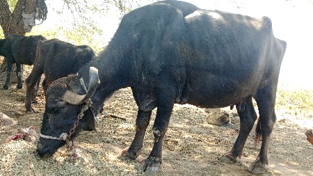 પારેટી છે