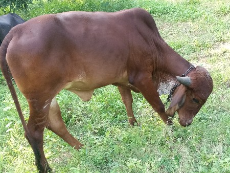 ગીર વડકે વેચવાની છે