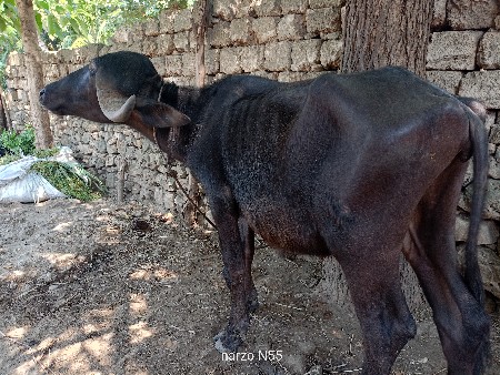 બે જાફરાબાદી ખડેલા વેચવાના છે
