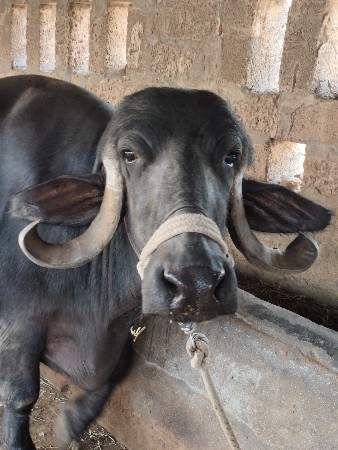 ભેંસ વેચવા ની છે