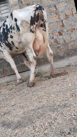 hf. ગાય વેચવાની છે