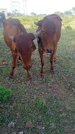બે હોડકીયો વેચવાની છે