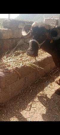 ત્રીજું વેતર
