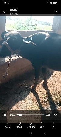 પેલવેતરા બે વેશવાનાછે