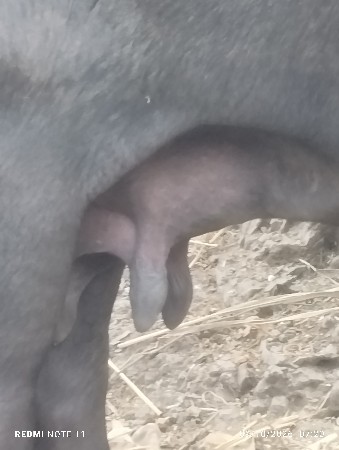 ભરતભાઈ ઑડેદરા