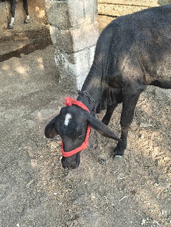 વાછડી ગીર કોષ