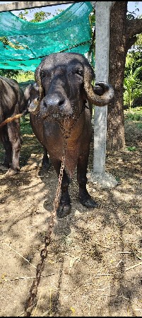 ખડેલી પેલવેતરી