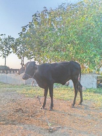 આ વાછડી વેચવાની છે